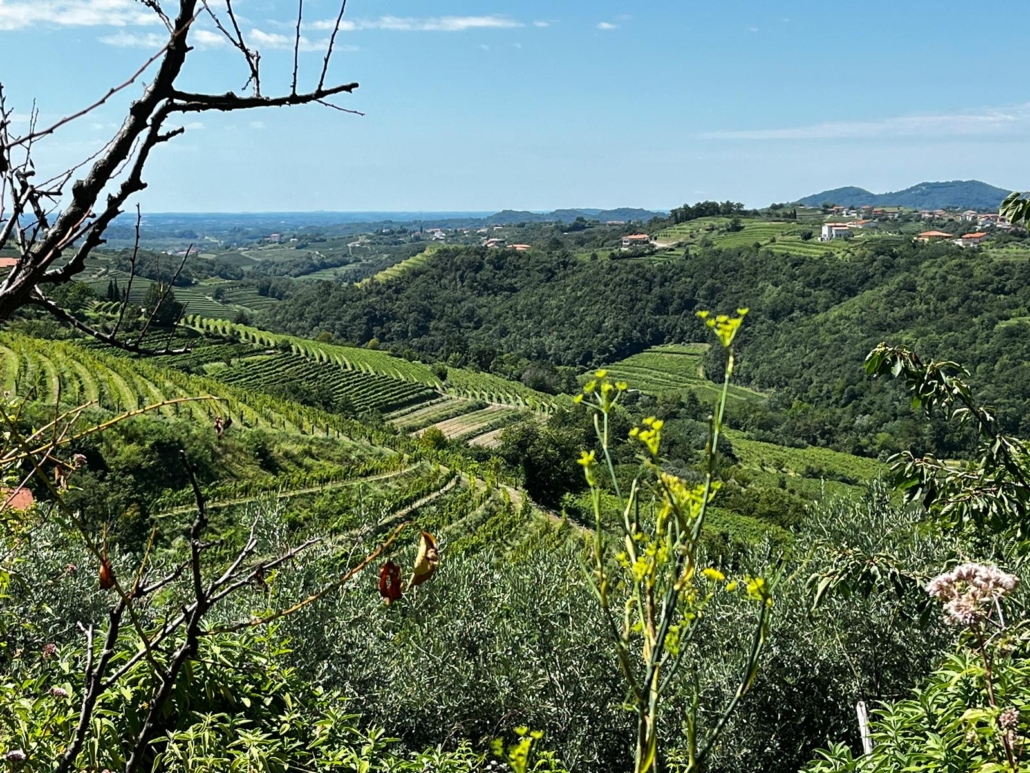PIEMONTE vigne vigne